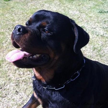 Arko - Roccia Nera